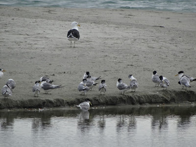 Kelp Gull (Larus dominicanus), Crested Tern (Sterna bergii)