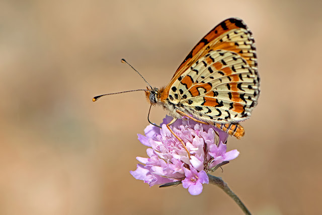 Melitaea didyma the Spotted Fritillary butterfly