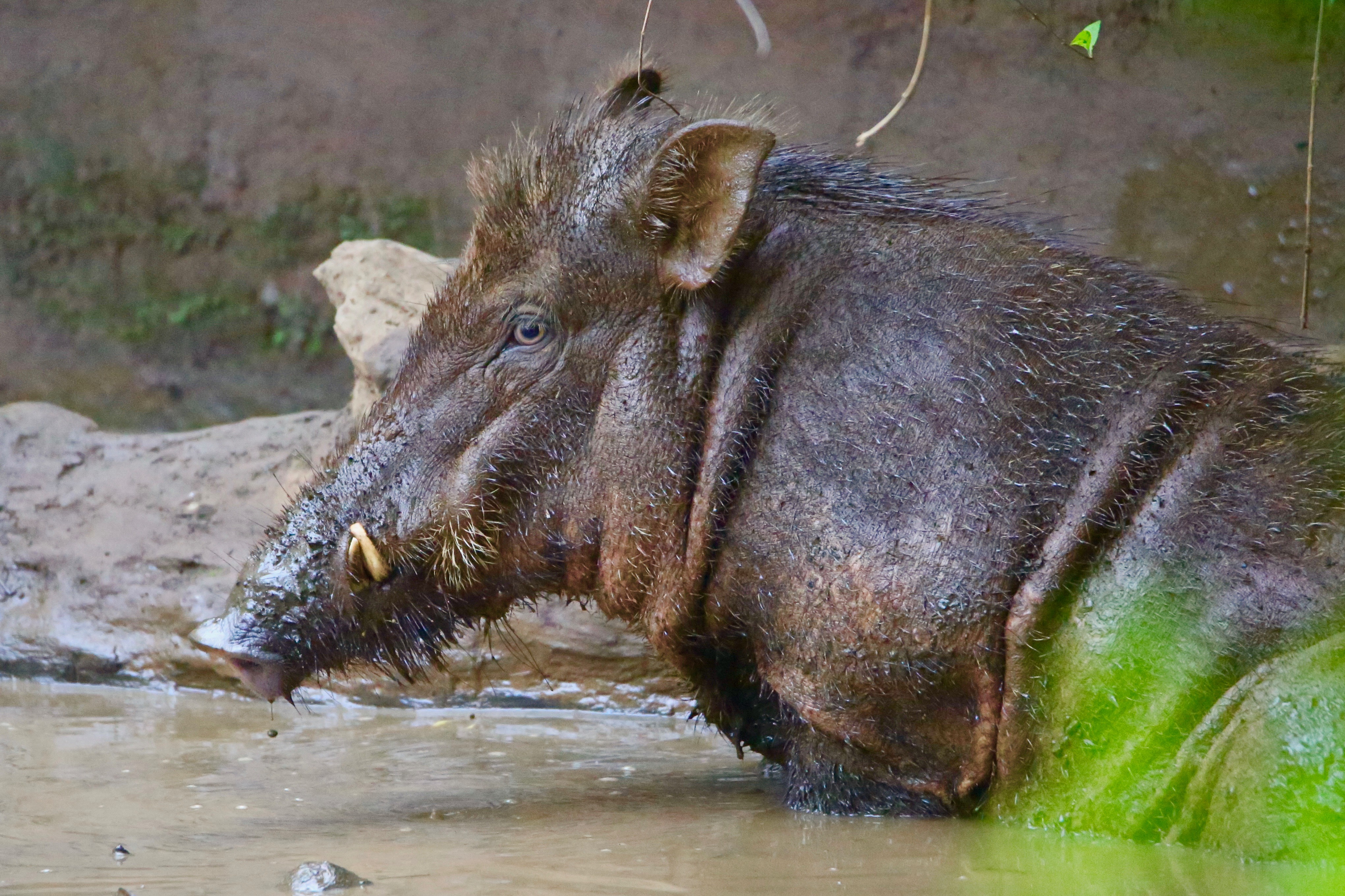 wild pigs, indian wild boars