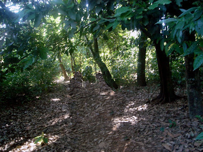 Macacos-prego do Parque Areião em Goiânia