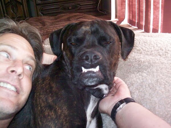 26 pictures of awkward dog smiles