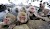 Japanese Snow Monkeys relaxing in a hot spring
