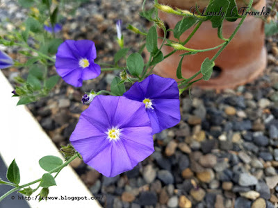 Blue rock bindweed - Convolvulus sabatius