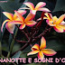 BUONANOTTE E SOGNI D'ORO FRASI