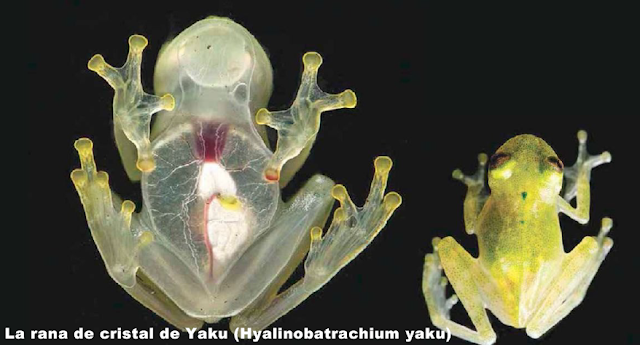 La rana de cristal de Yaku (Hyalinobatrachium yaku)