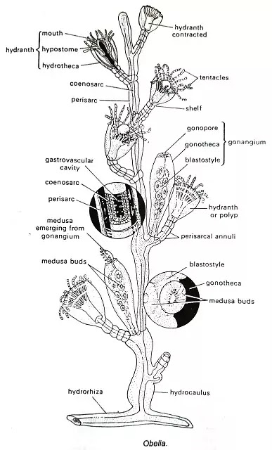 Life Cycle of Obelia: diagram of obelia, stages of reproduction