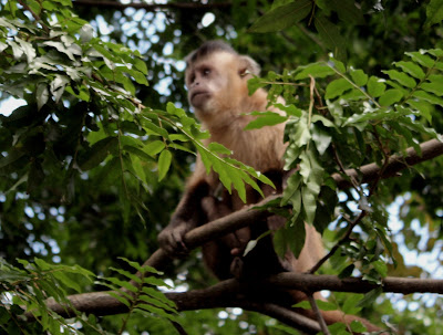 Macaco-prego uma  população razoável e preservada  no Parque Areião em Goiânia-Goiás