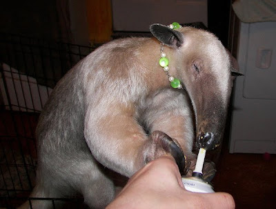 Pet Anteater Seen On www.coolpicturegallery.us