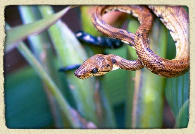 amazon rainforest animals. Amazon Rainforest Snakes