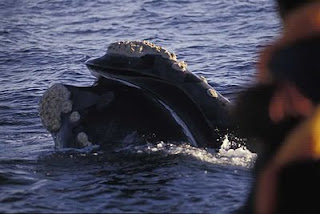 right whale in Valdes Peninsula