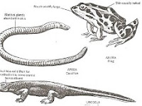 Pengetahuan Tentang Amphibia