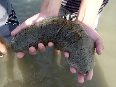 sandfish sea cucumber, Holothuria scabra