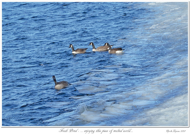 Fresh Pond: ... enjoying this piece of melted world...