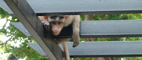 funny animals of the week, cute monkey