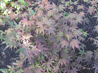 Acer palmatum 'Bloodgood' viewed from above