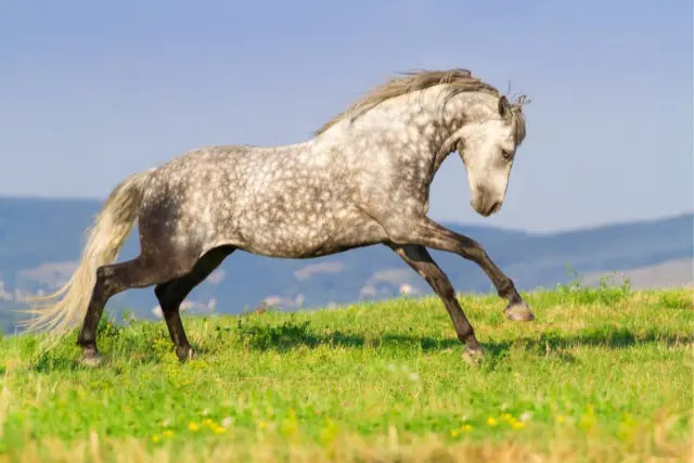 le-cheval-andalou-une-race-gracieuse-et-élégante
