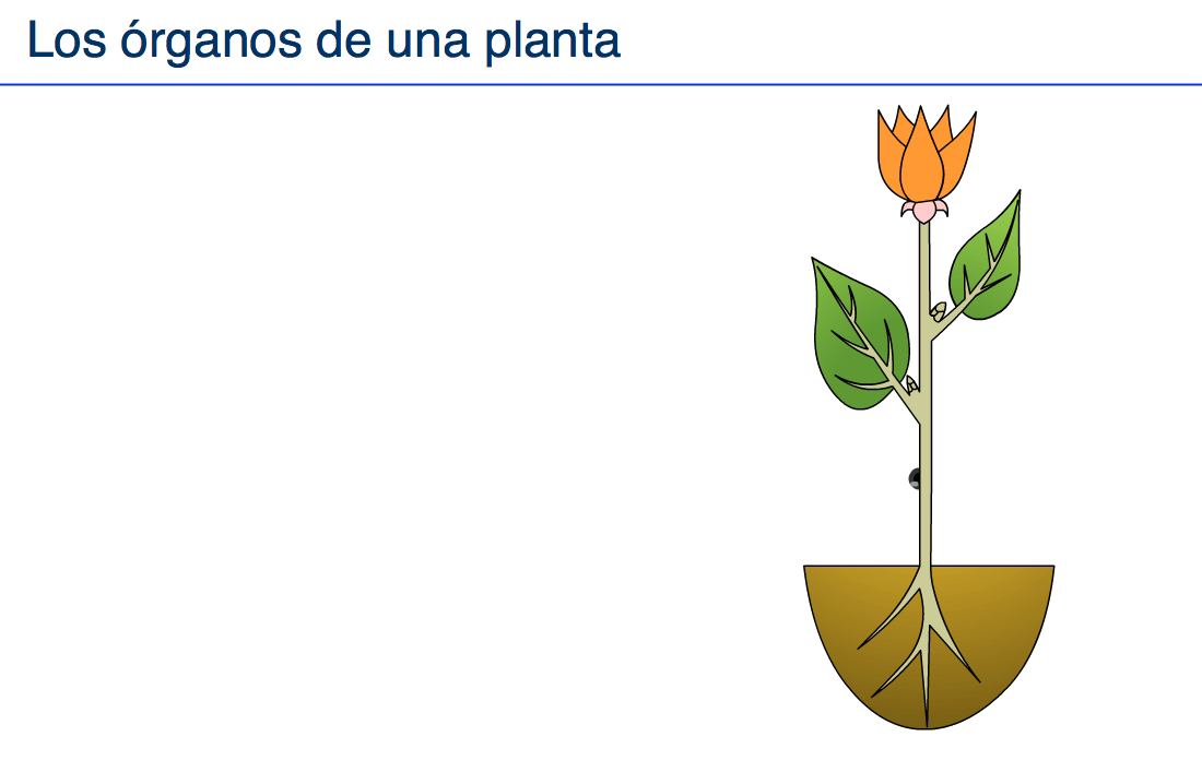  http://www.wikisaber.es/Contenidos/LObjects/plant_organs/index.html