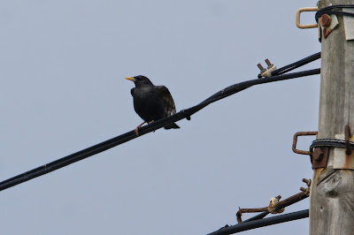 - Zwarte Spreeuw - Sturnus unicolor