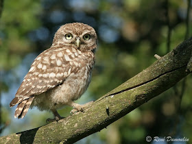 mochuelo europeo Athene noctua