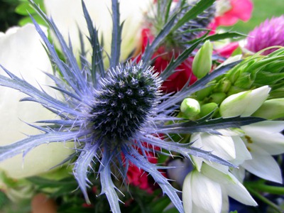 thistle
