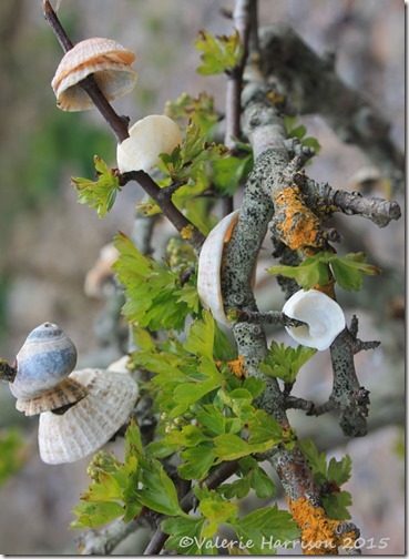 12-shell-tree