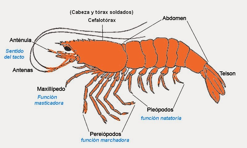 Resultado de imagen de apendices animales