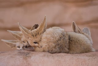 About Fennec Fox, Big Eared Desert Fox