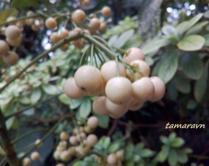 Ардизия городчатая (Ardisia crenata)