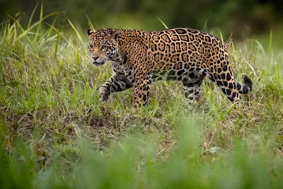 Ягуар - грация дикой природы