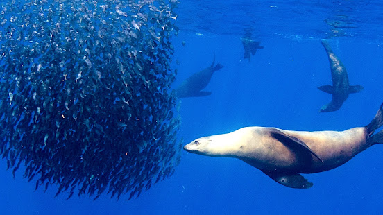 A school of fish forming a baitball to minimize predation