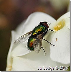 IMG_6375