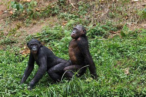 Спаривание мужчин. Бонобо спаривание. Спаривание обезьян. Обезьяны бонобо спариваются. Спаривание шимпанзе.