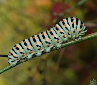 oruga de macaón​ (Papilio machaon)