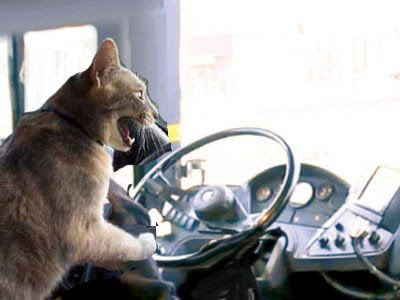 the-o-dot: OC Transpo Launches New Cats-Only Bus