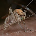 Apa bedanya Nyamuk DBD dengan Nyamuk Malaria?
