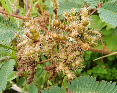 含羞草的莢果