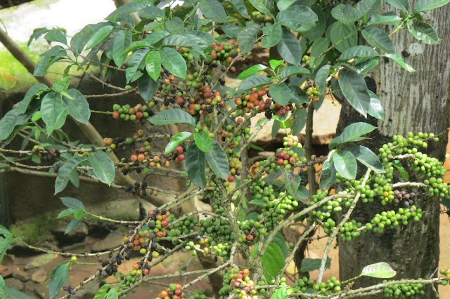 Spices at Munnar, Kerala