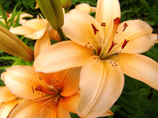 Pictures Of Lilies Flowers