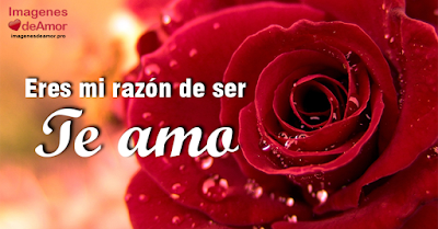 Imagenes de Rosas hermosas 