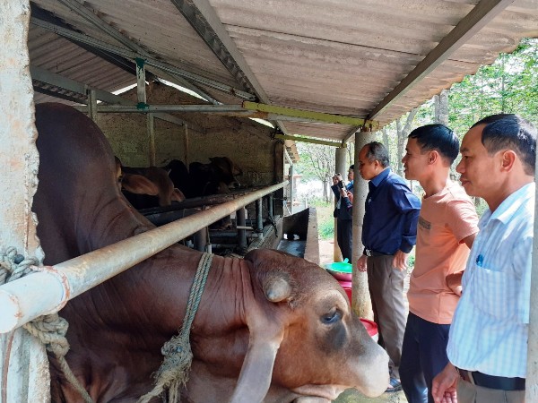 “Khởi nghiệp” từ 100 triệu vay ngân hàng, anh nông dân Quảng Trị “thoát nghèo” thành công
