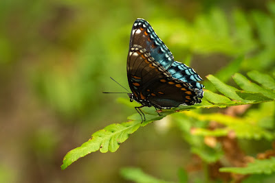 Red-spotted Admiral, Indiana Dunes National Park