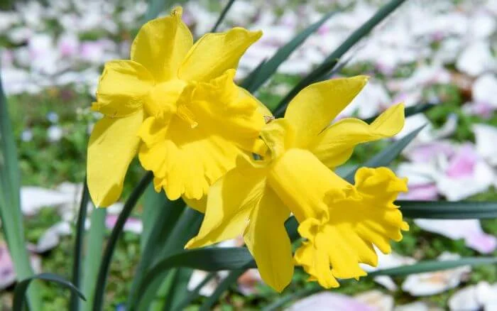 Narcisos-amarelos-em-jardim-de-flores