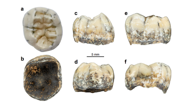 Ancient tooth unlocks mystery of Denisovans in Asia