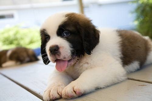 adorable-pups-33