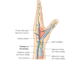 Resultado de imagen de tabaquera anatomica arteria radial