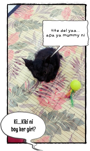 Meowwmania: Buah hati baru mummy