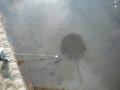 Biggest Stingray