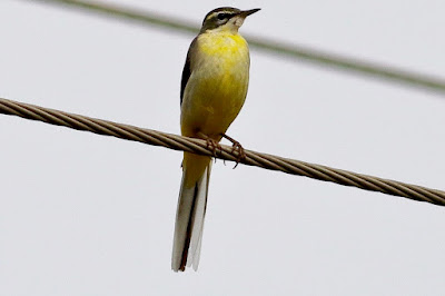 "A Grey Wagtail (Motacilla cinerea) perches on a cable above a running stream, displaying its unique grey plumage and graceful posture."