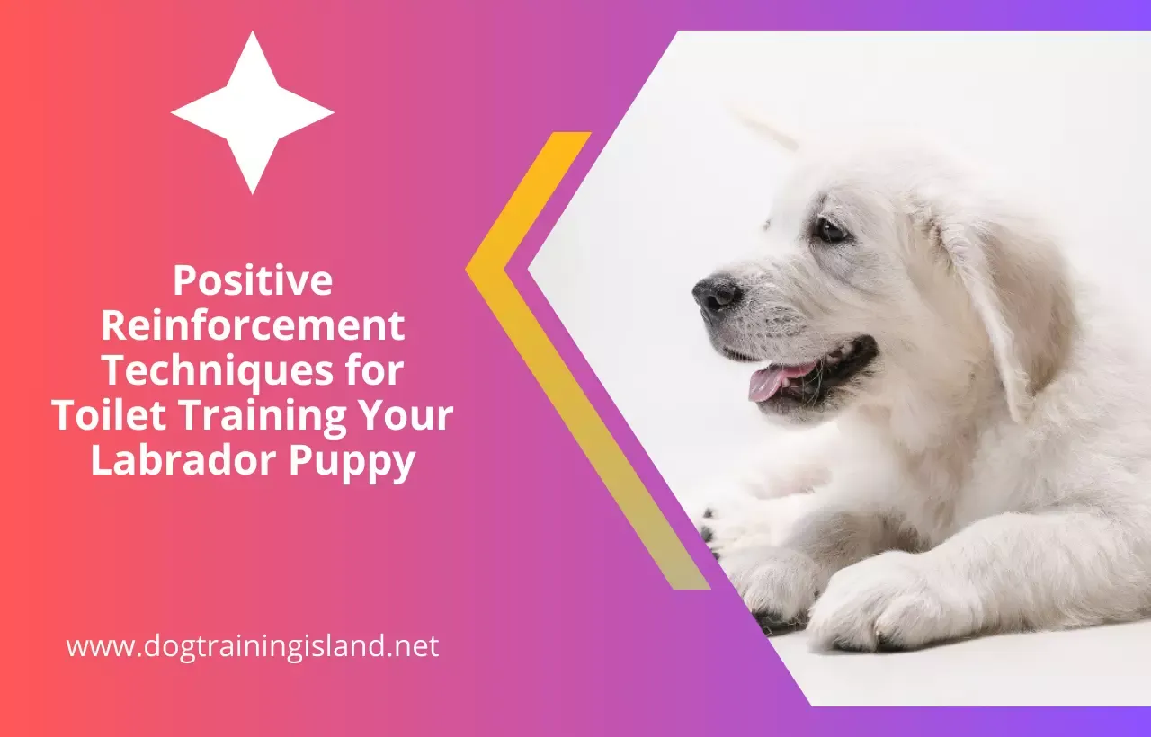 Toilet Training Labrador Puppy