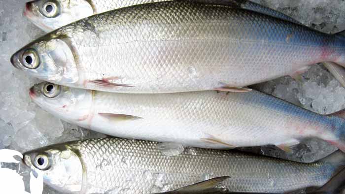 How to Cook Frozen Milkfish with 4 Easy Methods? - Frozen 